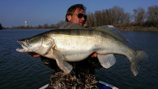 98cm langer Zander