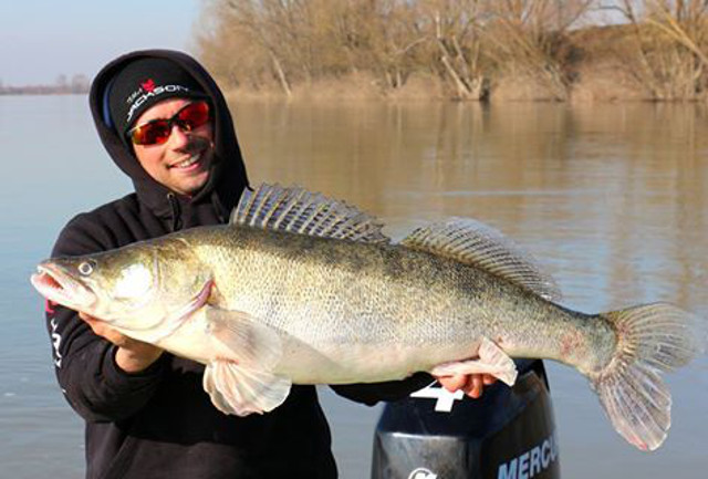 99 Zentimeter Zander