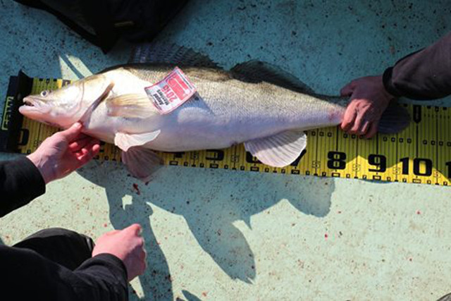 99 Zentimeter Zander