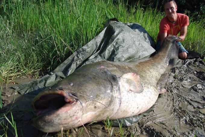 238 cm Waller