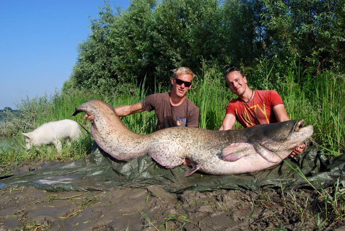 238 cm Waller