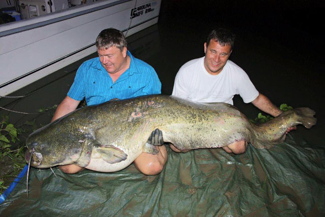 229cm Waller