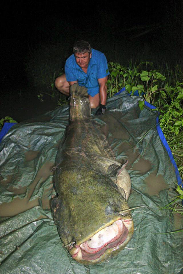 229cm Waller