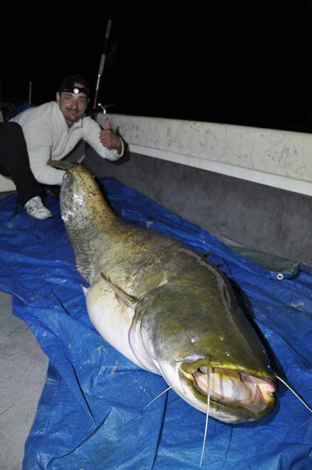 Waller 163cm
