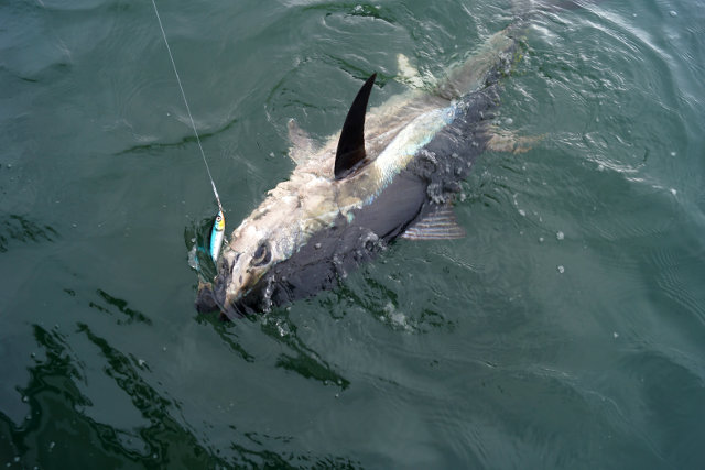 Spinnfischen auf Thunfisch